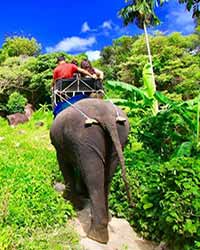 Camp Chang Kalim Elephant Riding Patong Beach