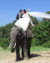 Camp Chang Kalim Elephant Pre Wedding Patong Beach